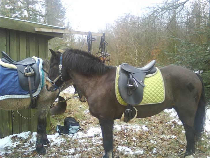 New Forest Sunlight "Gamle!"<3 - På skovtur med Sørine og Anne MEGA hyggeligt<3<3 tak for en fed tur søde billede 8