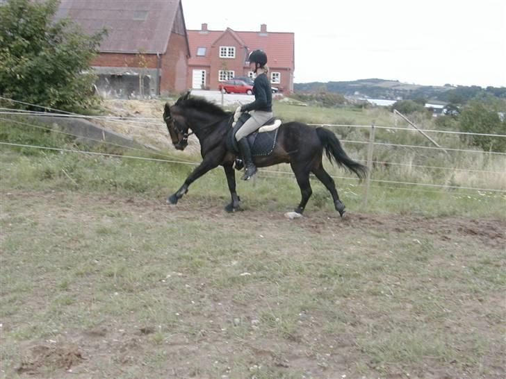 New Forest Sunlight "Gamle!"<3 - Galop!!! den 5 august!! billede 9