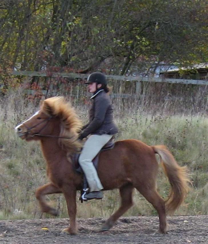 Islænder Assa fra Himlingøje - Hun kan da flytte stængerne ! Ö (taget af Amalie Møller & Henriette er rytteren) billede 11