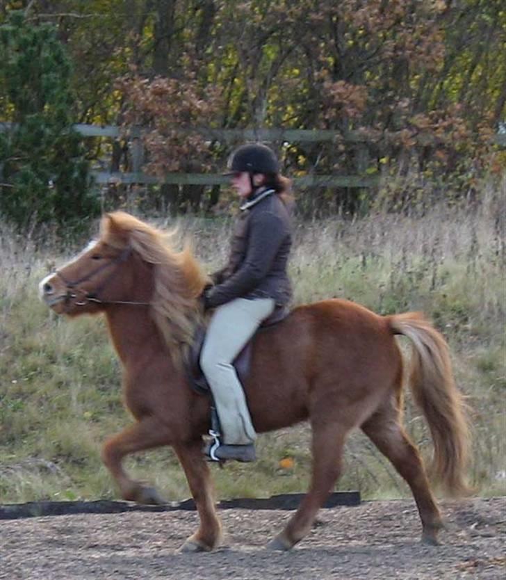 Islænder Assa fra Himlingøje - ASSA DIN TØLTMASKINE ;) billede 13
