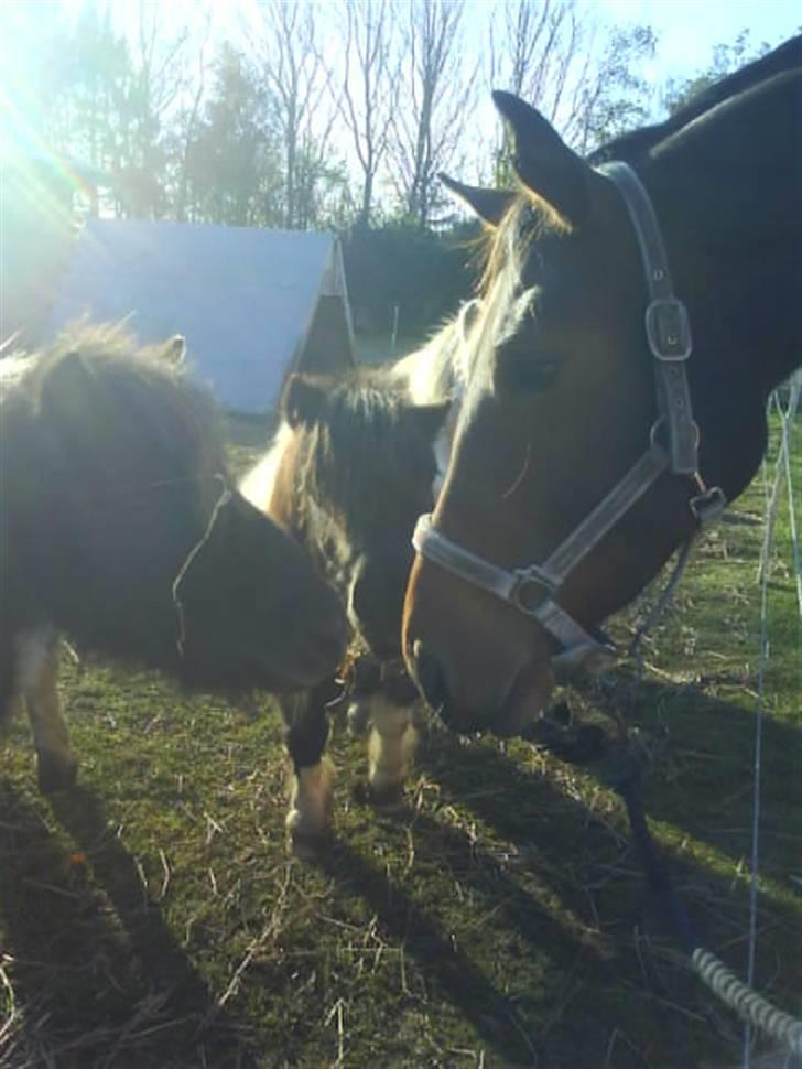 Anden særlig race Luka - FLYTTET - Vi siger da også hej til dem der kun går os til knæene. Fotograf: Mig. November 07. billede 12