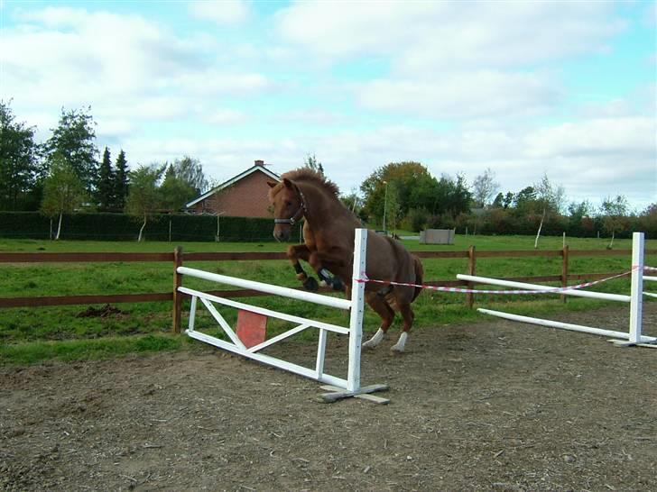 New Forest Odbjergs Emil   R.I.P. - Emil løs springer... billede 9