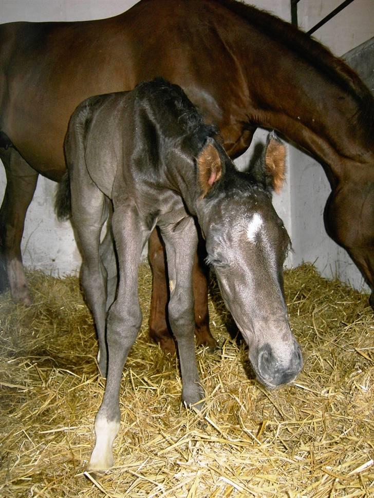 Dansk Varmblod Jalapeño Z - Her er lille Jalapeño kun en times tid gammel billede 10