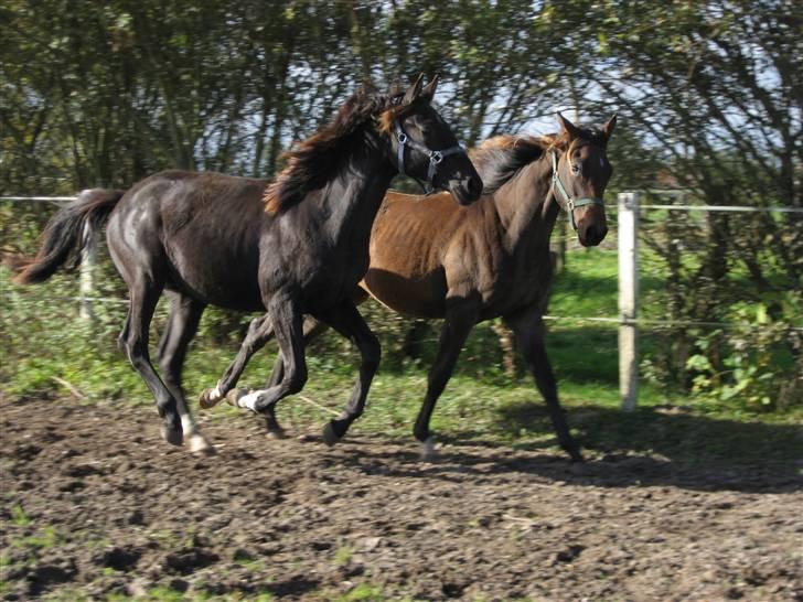 Dansk Varmblod Jalapeño Z - Drengene er på ridebanen og løbe lidt rundt fra 2008 - 2 år gammel billede 12