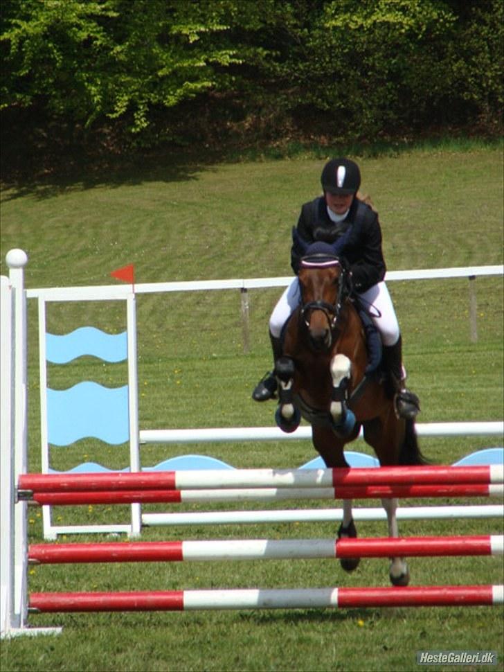 Anden særlig race Frenja, solgt. - Morsø 2009, første nulrunde i LB - Morsø 2010, første nulrunde i LA. Du gjorde mig stolt hver gang. billede 14