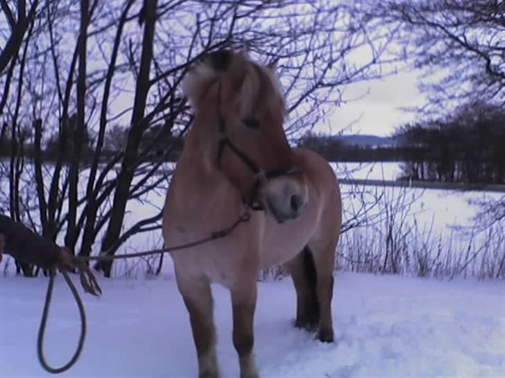 Fjordhest Olivia Krogsbæk *Solgt* billede 3