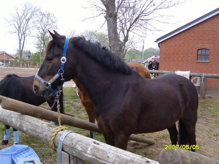 New Forest Sunlight "Gamle!"<3 - Og nu med pels!! hehe...Det her er taget til noget der hedder Majmarket på den gård hvor sunlight står billede 12