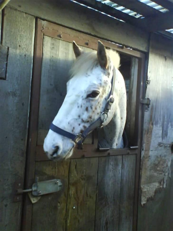 Knabstrupper  La`Bravo * solgt * - Bravo jeg savner dig<3<3 billede 1