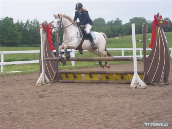 Knabstrupper  La`Bravo * solgt * billede 3