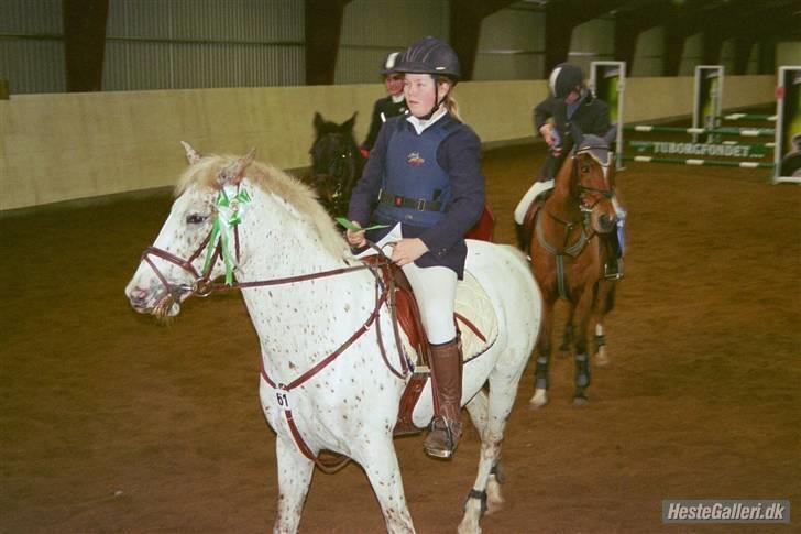 Knabstrupper  La`Bravo * solgt * billede 4