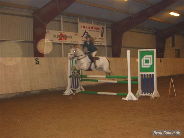 Knabstrupper  La`Bravo * solgt * billede 5