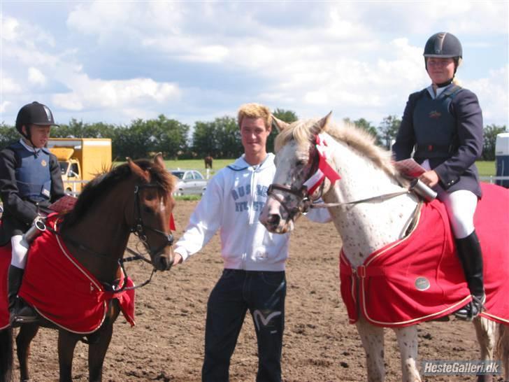 Knabstrupper  La`Bravo * solgt * billede 6