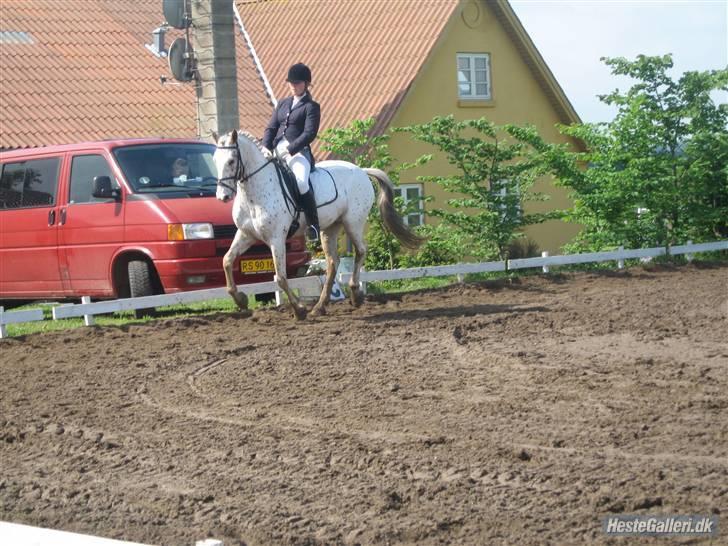 Knabstrupper  La`Bravo * solgt * billede 10