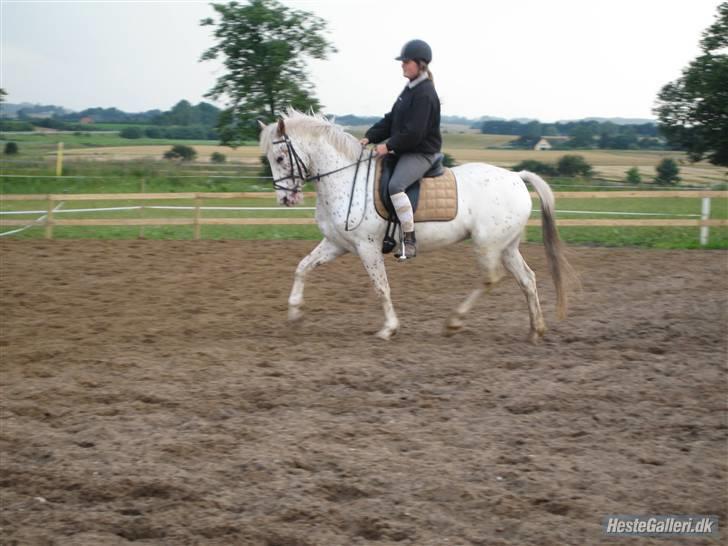 Knabstrupper  La`Bravo * solgt * billede 11