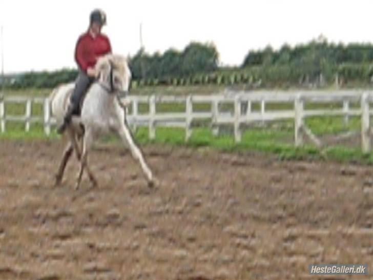 Knabstrupper  La`Bravo * solgt * billede 13