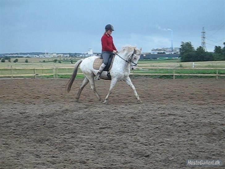 Knabstrupper  La`Bravo * solgt * billede 17