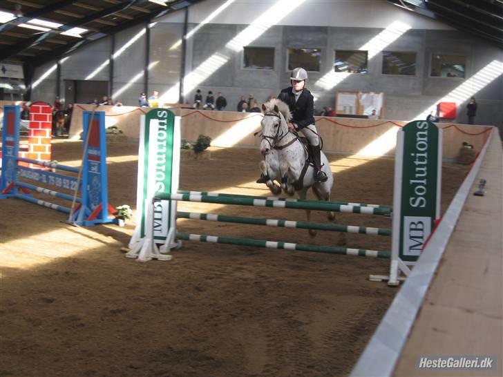 Knabstrupper  La`Bravo * solgt * billede 19