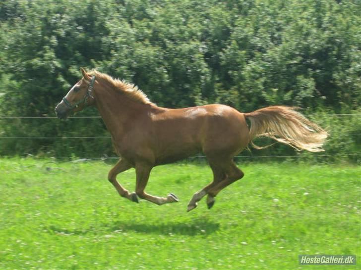 Anden særlig race Walk Of Fame *REST IN PEACE* - Fordi jeg elsker dig <3 foto: Anita billede 11