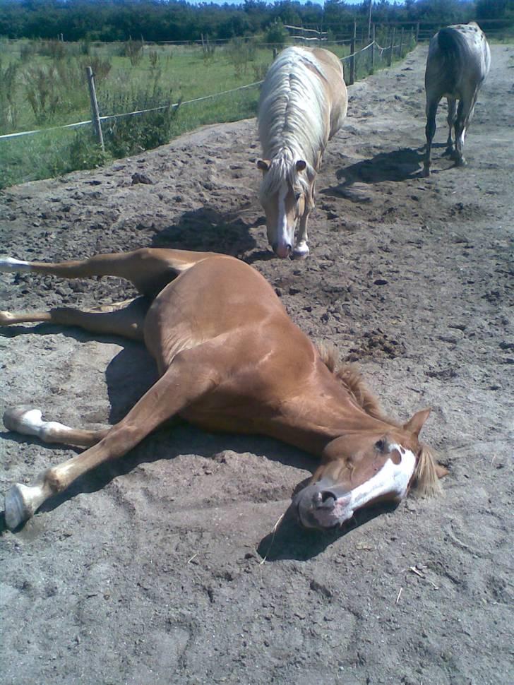 Anden særlig race Walk Of Fame *REST IN PEACE* - Fordi du er alt.. Foto: Cecilie  billede 12