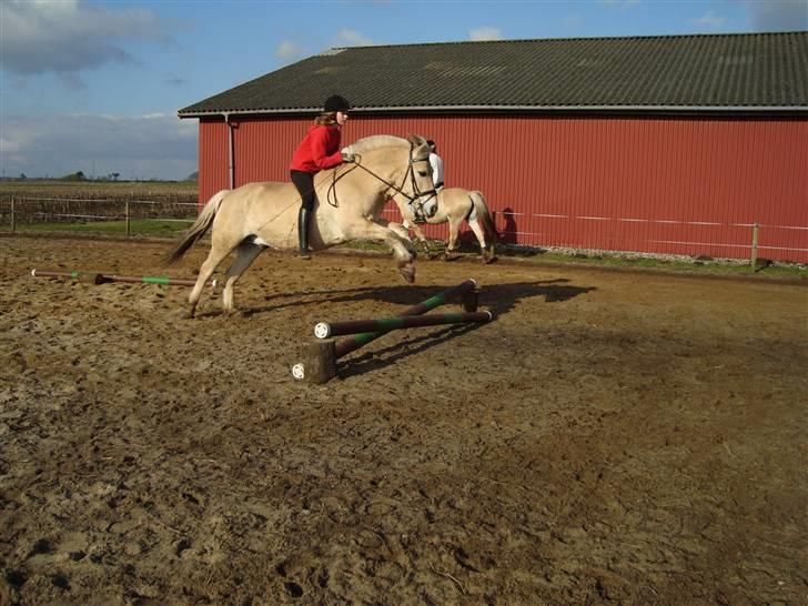Fjordhest Ricky Lærkedal - Første gang jeg sprang uden sadel på ham.. <3 (den hest skal vist have lært lidt om afstand)! billede 9
