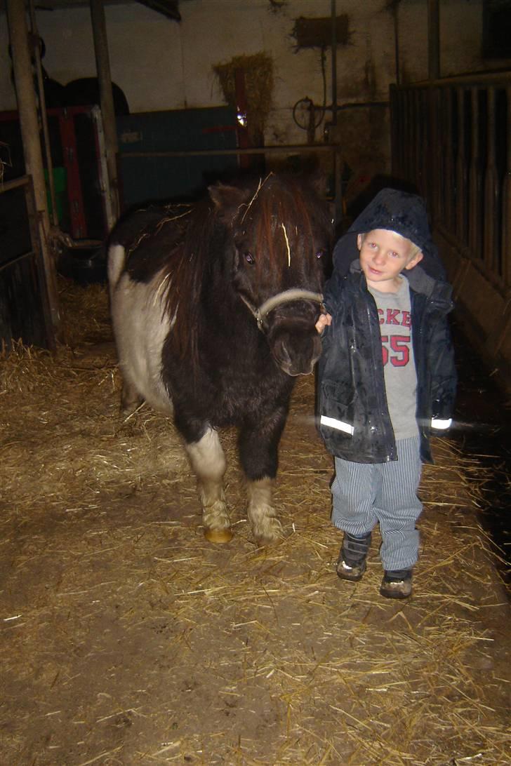 Anden særlig race Pinnochio   (Solgt) - Søren og Pinochio billede 5