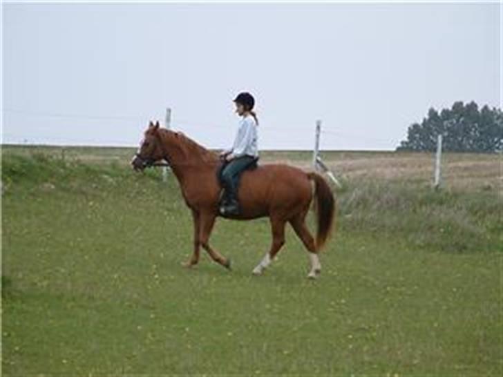 Anden særlig race cheval (R.I.P) billede 10