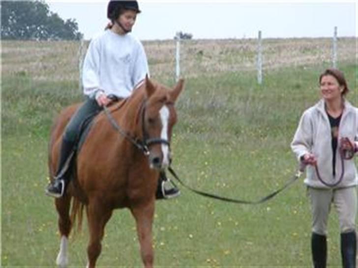 Anden særlig race cheval (R.I.P) billede 11