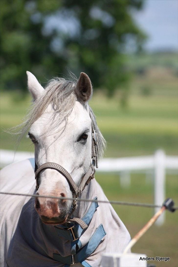 Welsh Mountain (sec A) Fjordglimt Miss Corona billede 1