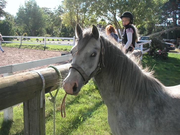 Welsh Mountain (sec A) Fjordglimt Miss Corona billede 2