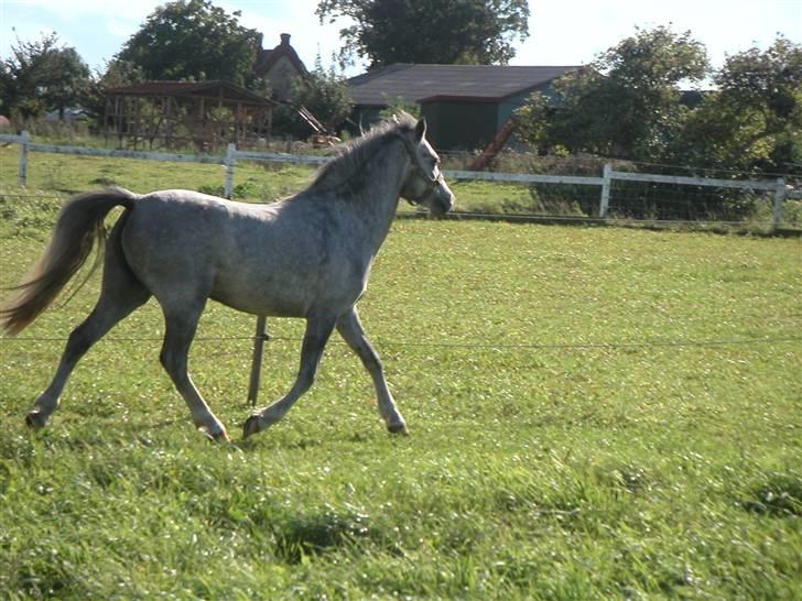 Welsh Mountain (sec A) Fjordglimt Miss Corona billede 3