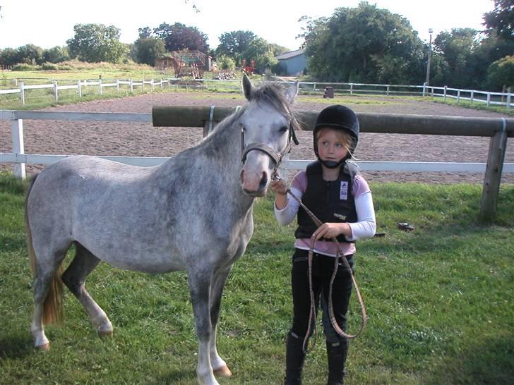 Welsh Mountain (sec A) Fjordglimt Miss Corona billede 4