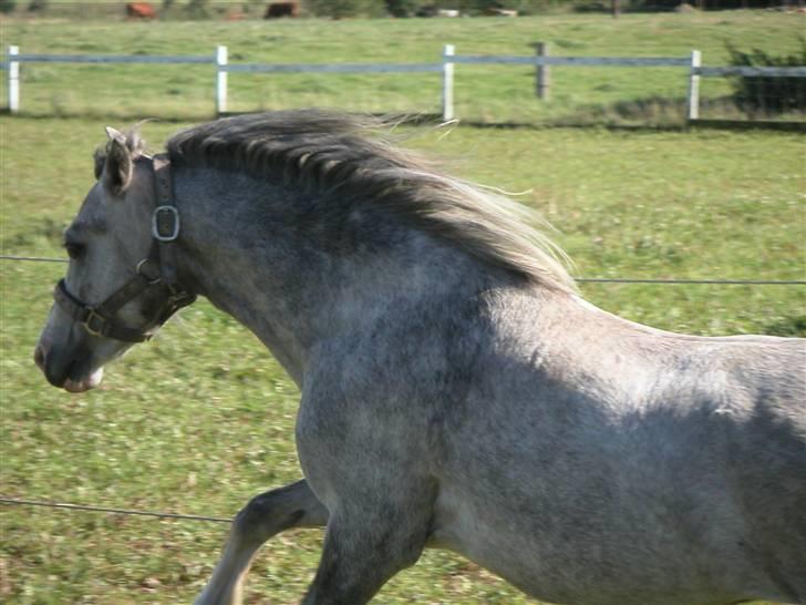 Welsh Mountain (sec A) Fjordglimt Miss Corona billede 5