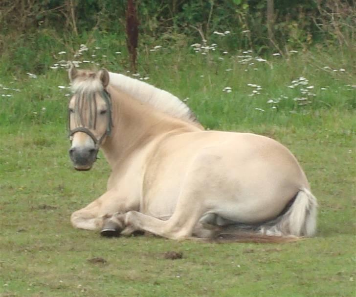 Fjordhest Ricky Lærkedal - Ricky er lige blevet træt <33 billede 12