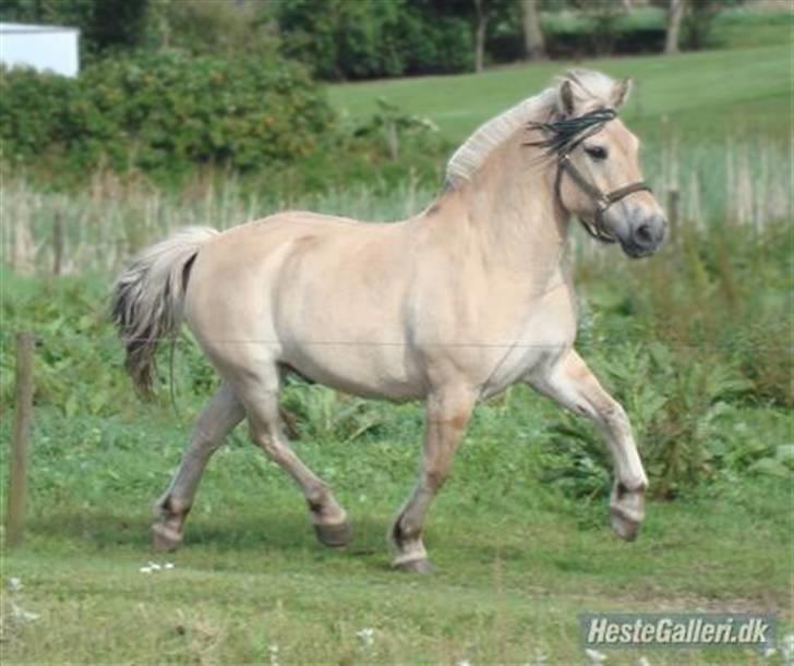 Fjordhest Ricky Lærkedal - Jaaah.. han kan skam godt løbe ;D billede 13