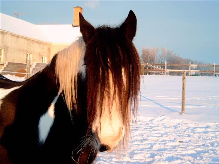 Irish Cob One Eyed Shannon billede 1