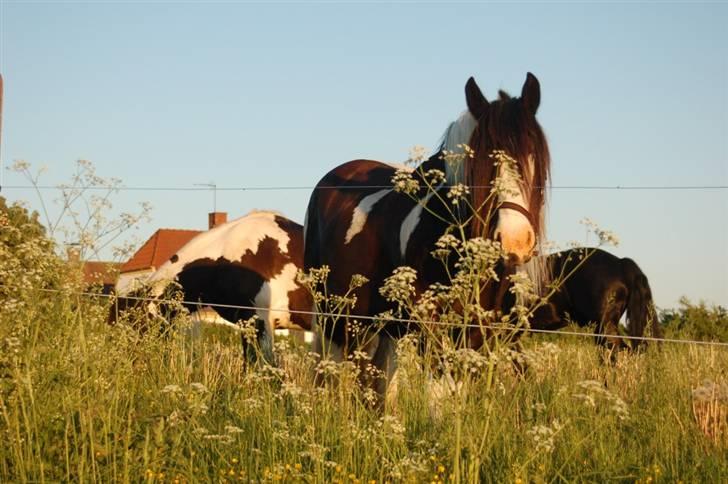 Irish Cob One Eyed Shannon billede 3