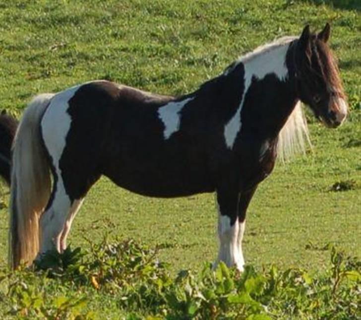 Irish Cob One Eyed Shannon billede 4