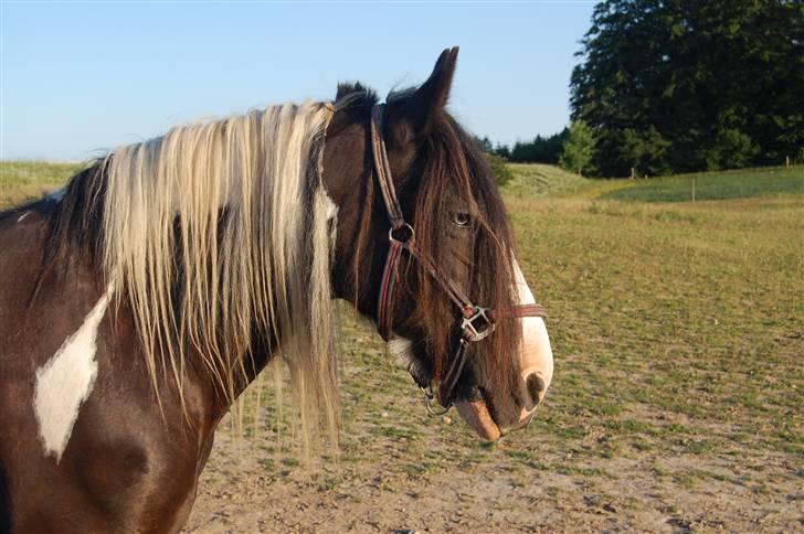 Irish Cob One Eyed Shannon - mulle mor billede 5