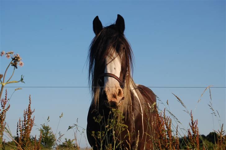 Irish Cob One Eyed Shannon - one eyed ;) billede 6