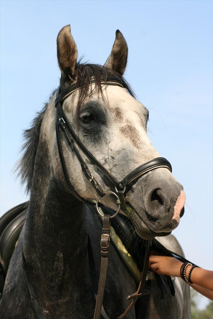Shagya Araber (SH) Sokrates**solgt** :'( - smukkere kan en hest ikke være! han er så smuk at det næsten gør ondt! <3 i;  billede 4