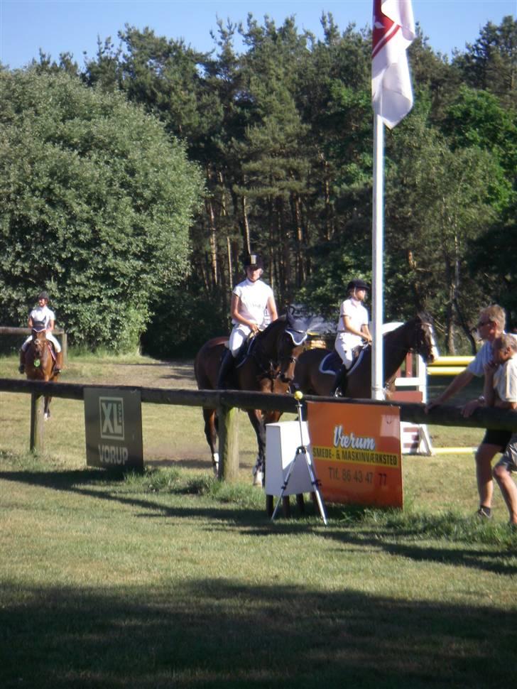 Dansk Varmblod Ofelia - På kalle billede 11