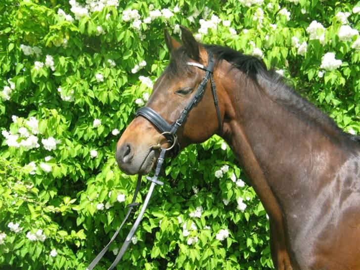 Tysk Oldenburger Leonardo 381 billede 10