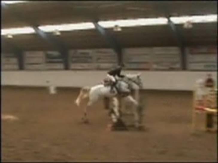 Knabstrupper Zeus R.I.P - I Aalborg billede 13