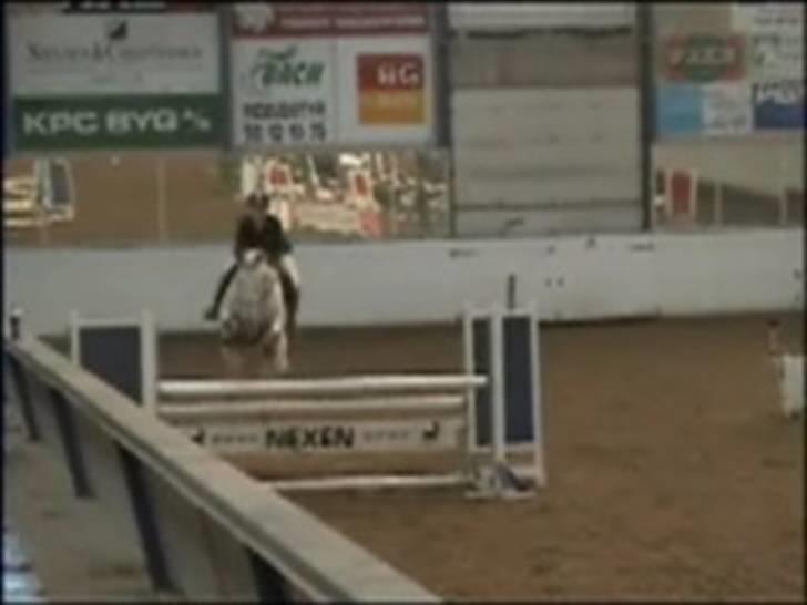 Knabstrupper Zeus R.I.P - I Aalborg billede 14