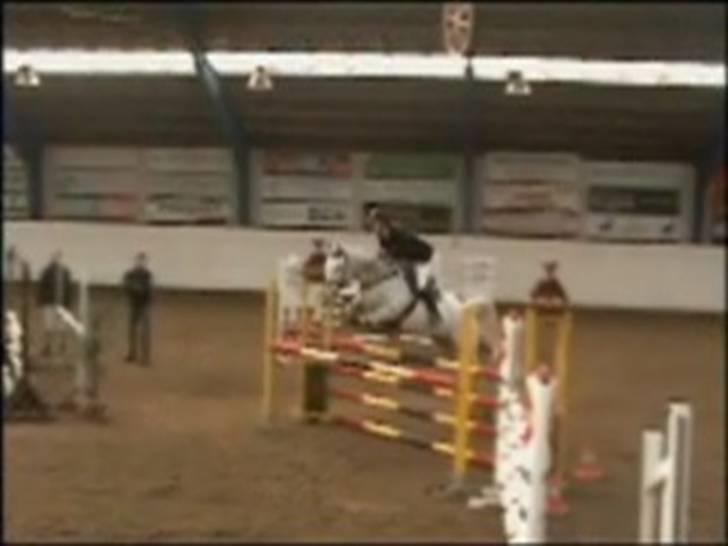 Knabstrupper Zeus R.I.P - I Aalborg billede 15