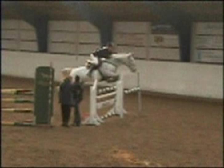 Knabstrupper Zeus R.I.P - I Aalborg billede 16