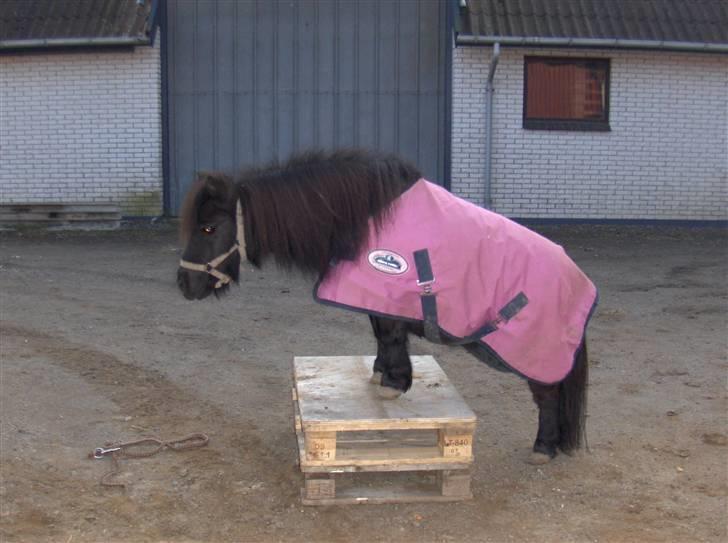 Shetlænder : • Stjernens Tilde • billede 3