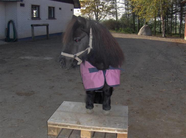 Shetlænder : • Stjernens Tilde • billede 4