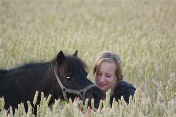 Shetlænder : • Stjernens Tilde • billede 5