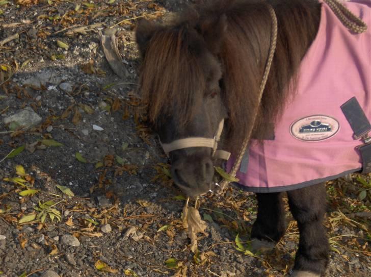 Shetlænder : • Stjernens Tilde • billede 6